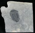 Asaphiscus Wheeleri Trilobite - Utah #6716-1